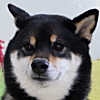 五十嵐小次郎くん 柴犬
