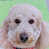 神保六太郎くん ゴールデンドゥードゥル