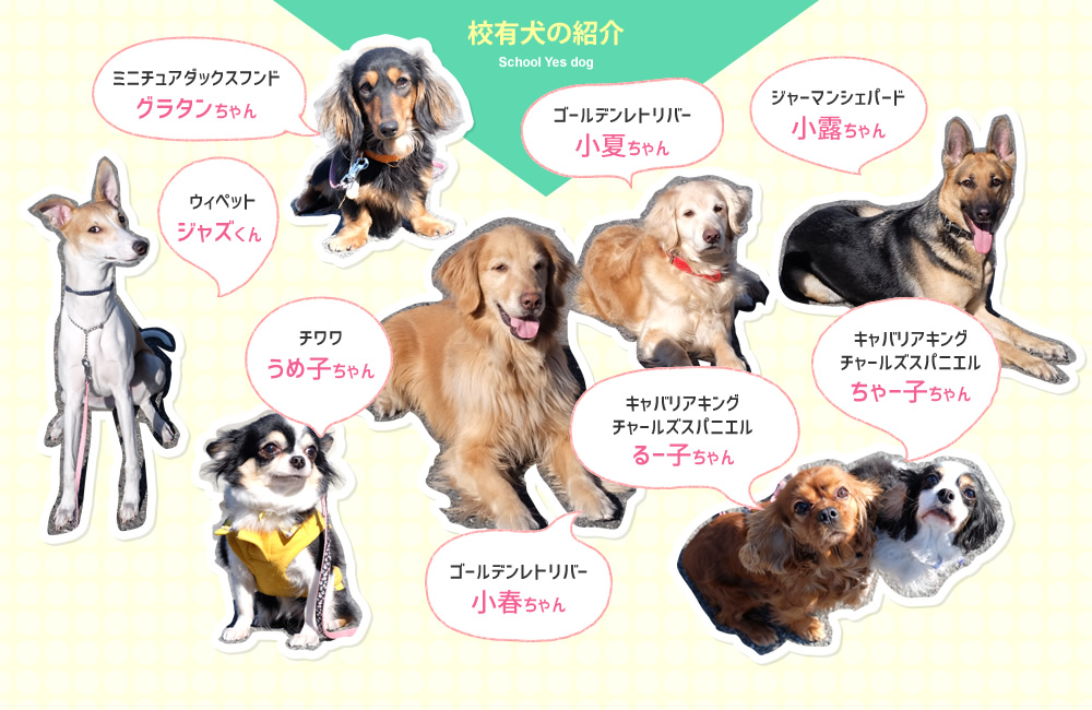 校有犬の紹介