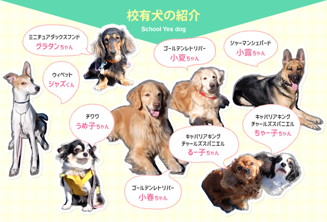 校有犬の紹介