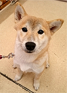宇野まめまめちゃん 柴犬