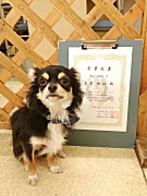 青木小太郎くん チワワ