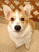 森田このちゃん コーギー