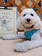 荻野来夢くん トイプードル