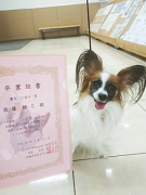 佐藤こなつちゃん パピヨン