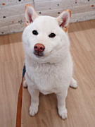 影山ゆきみちゃん 柴犬