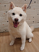 竹村ルルちゃん 柴犬