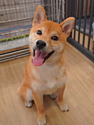 町田はな子ちゃん 柴犬