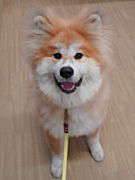 巴パンコちゃん 秋田犬
