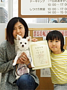 木村しずくくん チワワ