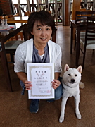 太田こてつくん 柴犬