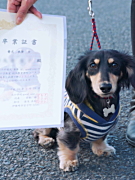 津久井来夢くん カニンヘンダックスフンド