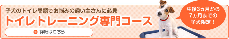 子犬のトイレ問題でお悩みの飼い主さんに必見　トイレトレーニング専門コース