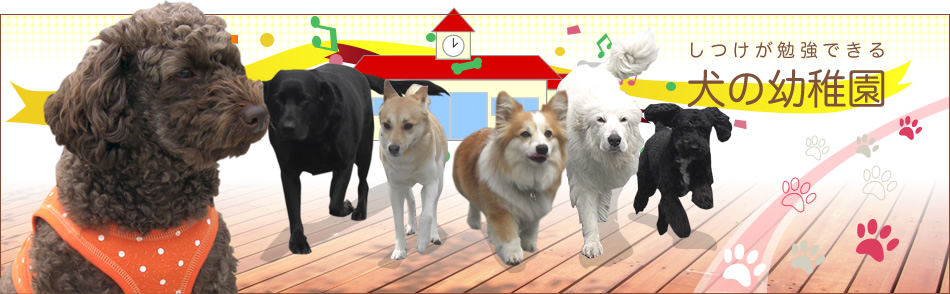 犬のしつけが勉強できる群馬県高崎市、伊勢崎市、前橋市の犬の幼稚園