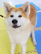 岩佐義丸くん 秋田犬