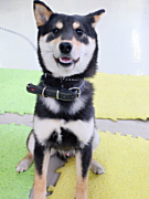 養田ポチくん 柴犬