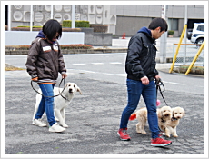 犬のしつけ・訓練風景