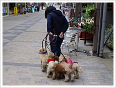 前橋の街中で犬のしつけ・訓練風景