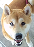 熊川まろくん 柴犬