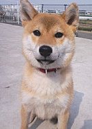 平塚ポチくん 柴犬