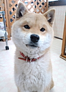 高橋マルちゃん 柴犬