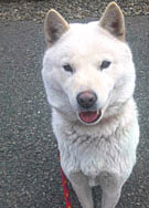 飯塚福ちゃん 北海道犬