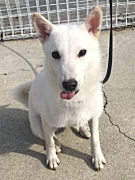 安藤メロちゃん 北海道犬