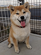 清水こなつちゃん 柴犬