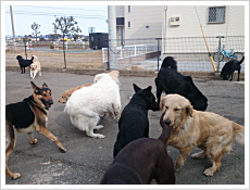 大型犬（成犬）のふれあい