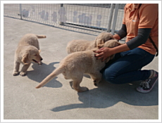 大型犬（子犬）のふれあい