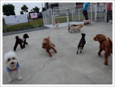 小型犬のふれあい