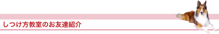 しつけ方教室のお友達紹介
