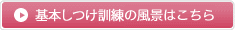 基本しつけ訓練の風景はこちら