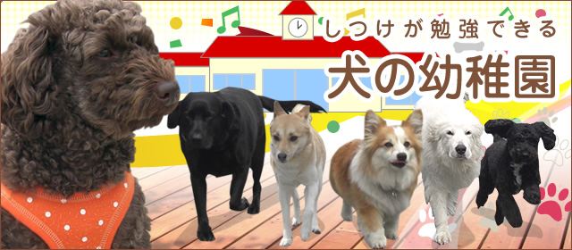 犬のしつけが勉強できる群馬県高崎市、伊勢崎市、前橋市の犬の幼稚園