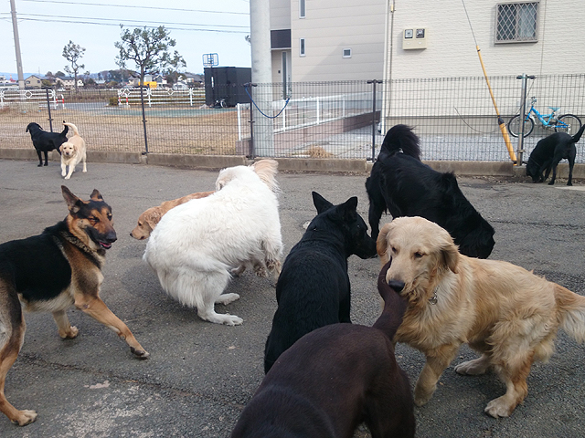 大型犬のふれあい