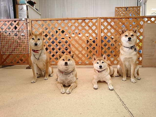 柴犬の写真