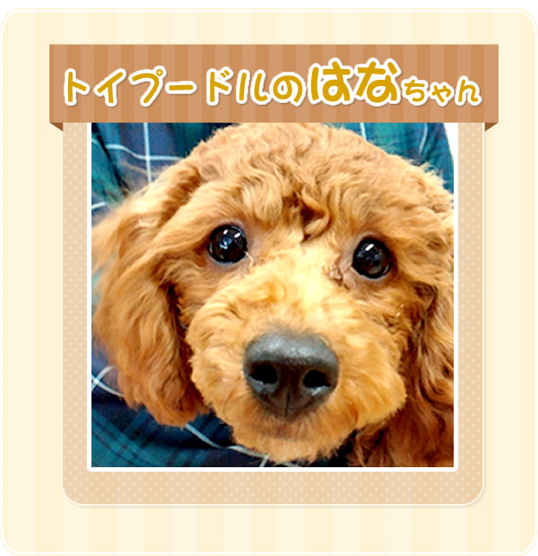トイプードルのはなちゃん