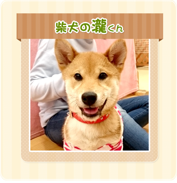 柴犬の瀧くん