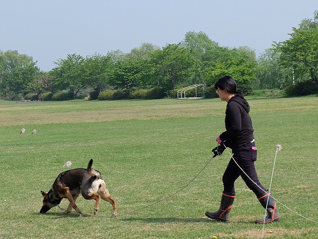 警察犬育成