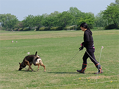 警察犬訓練